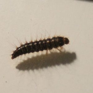 Larva of Dermestes lardarius - Larder beetle