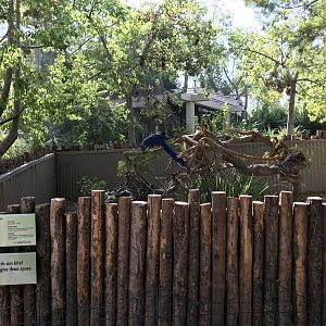 Hyacinth Macaw Exhibit