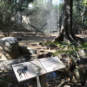 Southern Pudu Exhibit