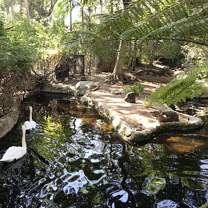 Trumpeter Swan Exhibit