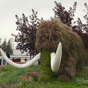 Mammuthus Hortuspulcher - Alaska