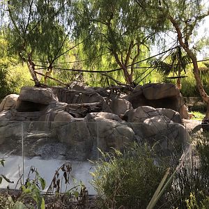 Mountain Coati Exhibit