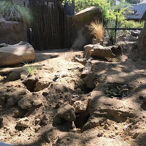 Slender Tailed Meerkat Exhibit