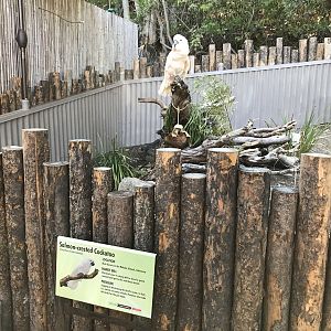 Salmon Crested Cockatoo Exhibit