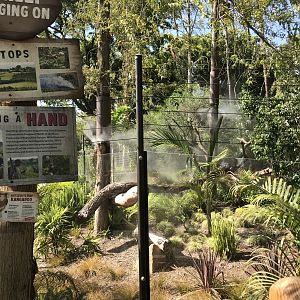 Matschie's Tree Kangaroo Exhibit