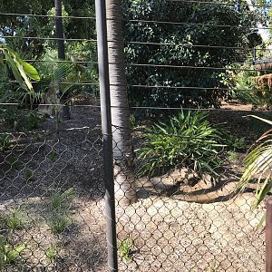 Southern Cassowary Exhibit