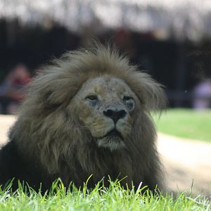African Lion