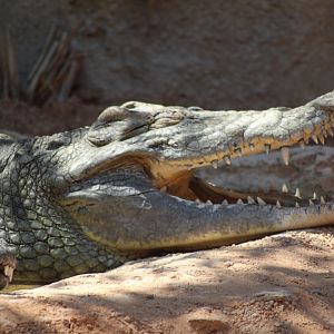 Nile Crocodile