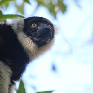 Black and white ruffed lemur