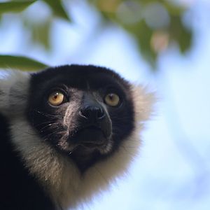 Black and white ruffed lemur