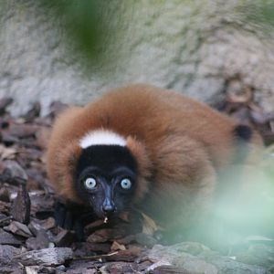 Red ruffed lemur