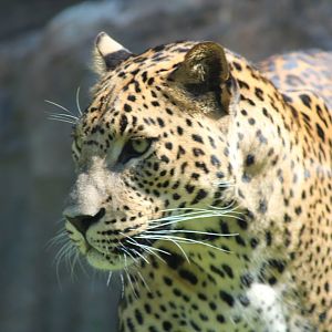 Sri Lankan leopard
