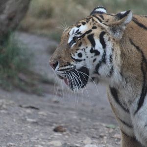 "Bengal" Tiger