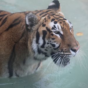 "Bengal" Tiger