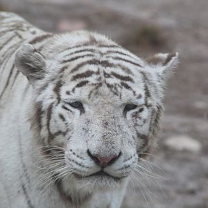 White Tiger