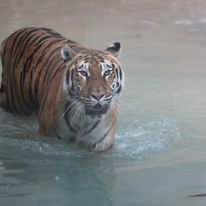 "Bengal" Tiger