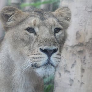 Asiatic Lioness