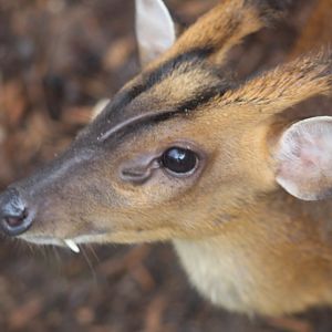 Indian muntjac