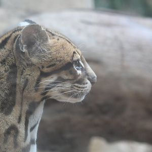 Ocelot