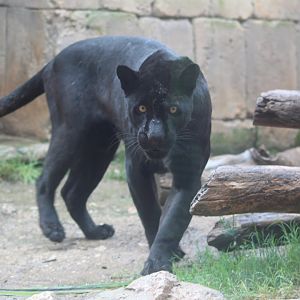 Female melanistic jaguar