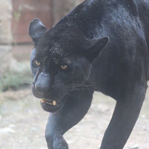 Female melanistic jaguar