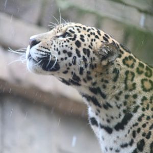 Jaguar in the rain