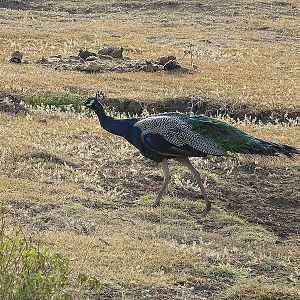 Indian blue peafowl male