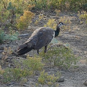 Indian blue peafowl female