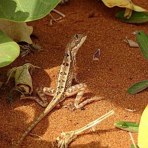 Changeable lizard (young)
