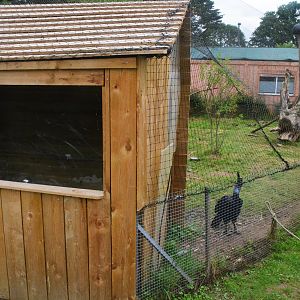 Abyssinian Ground Hornbill Enclosure at Spaycific'Zoo, 13/06/18