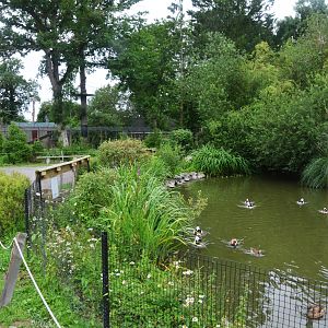 Waterfowl and Brown Capuchin Enclosures at Spaycific'Zoo, 13/06/18