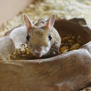 Greater Egyptian Jerboa in the Vivarium at Spaycific'Zoo, 13/06/18
