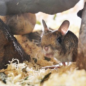 Great Egyptian Jerboa in the Vivarium at Spaycific'Zoo, 13/06/18