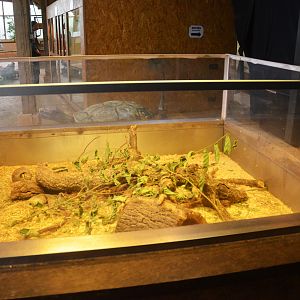 Harvest Mouse Enclosure in the Vivarium at Spaycific'Zoo, 13/06/18