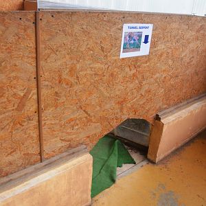 Crawl-through Corn Snake Exhibit in the Vivarium at Spaycific'Zoo, 13/06/18