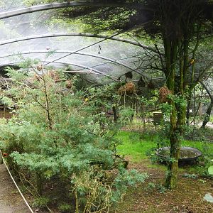 Smaller Walkthrough Aviary at Spaycific'Zoo, 13/06/18