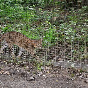 Geoffroy's Cat at Spaycific'Zoo, 13/06/18