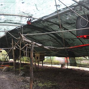 Egyptian Fruit Bat Walkthrough at Spaycific'Zoo, 13/06/18