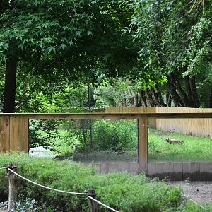 Bush Dog Enclosure at Spaycific'Zoo, 13/06/18