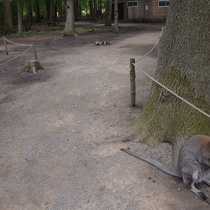 Macropod and Muntjac Walkthrough at Spaycific'Zoo, 13/06/18