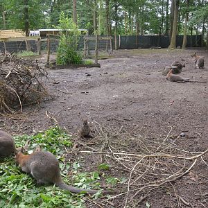 Macropod and Muntjac Walkthrough at Spaycific'Zoo, 13/06/18