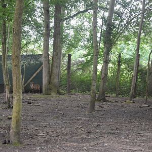 Macropod and Muntjac Walkthrough at Spaycific'Zoo, 13/06/18