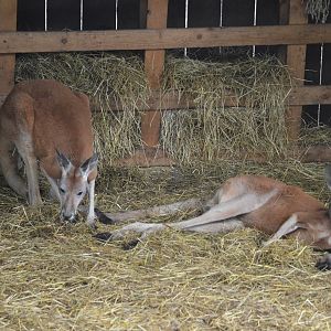 Red Kangaroos at Spaycific'Zoo, 13/06/18