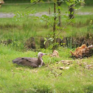 Hooded Vulture at Spaycific'Zoo, 13/06/18