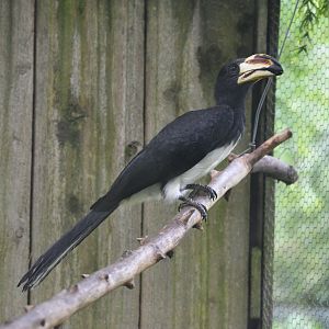 West African Pied Hornbill at Spaycific'Zoo, 13/06/18