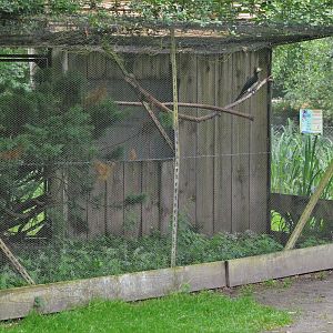 West African Pied Hornbill Aviary at Spaycific'Zoo, 13/06/18