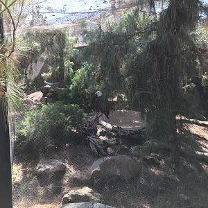 Southern Bald Eagle Exhibit