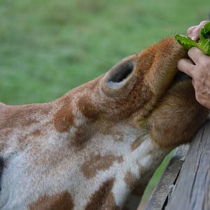 Giraffa camelopardalis reticulata