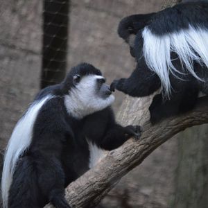 *poke* Colobus guereza kikuyuensis