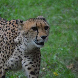 Acinonyx jubatus jubatus